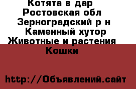 Котята в дар! - Ростовская обл., Зерноградский р-н, Каменный хутор Животные и растения » Кошки   